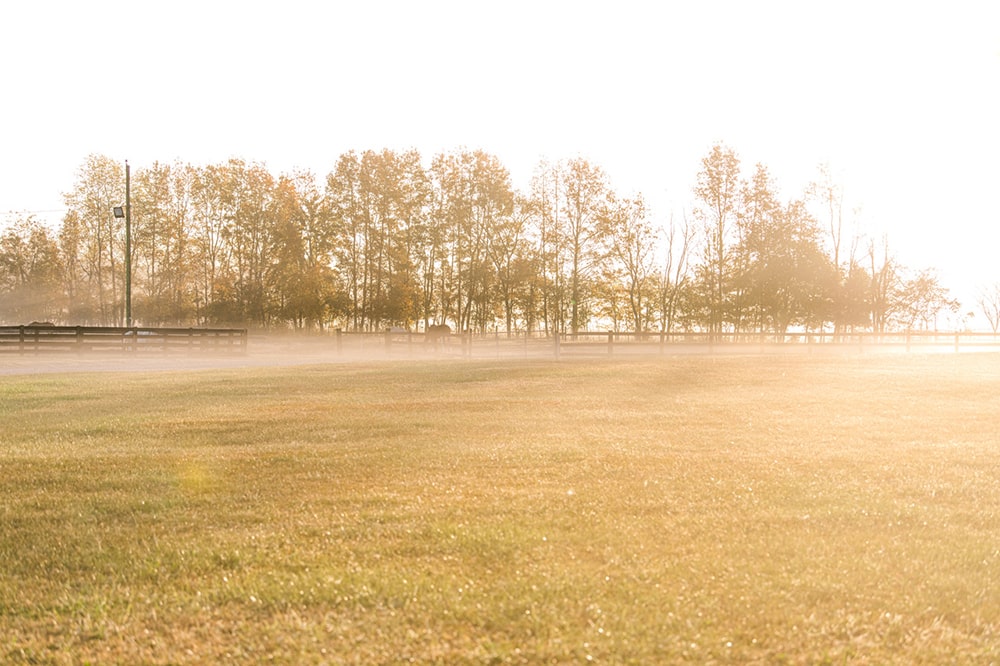 Foggy pasture